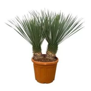 Yucca Rostrata dubbele stam