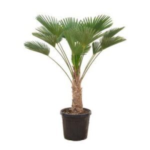 Trachycarpus wagnerianus