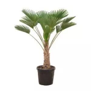 Trachycarpus wagnerianus