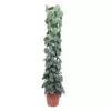 Scindapsus Pictus Trebie gaasrek