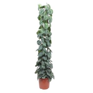 Scindapsus Pictus Trebie gaasrek