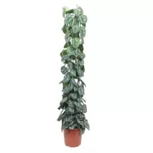 Scindapsus Pictus Trebie gaasrek