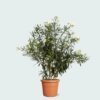 Nerium Oleander - 180 cm - Ø40 cm
