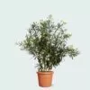 Nerium Oleander - 180 cm - Ø40 cm