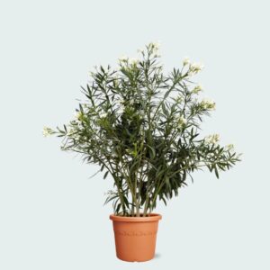 Nerium Oleander - 180 cm - Ø40 cm