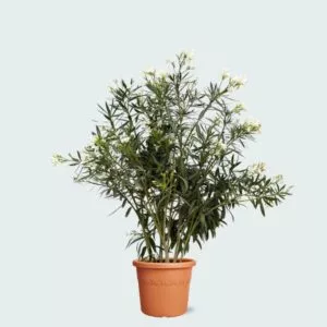 Nerium Oleander - 180 cm - Ø40 cm