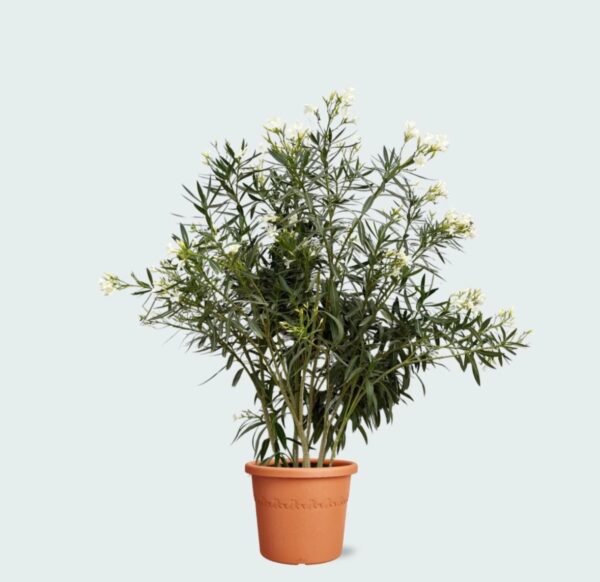 Nerium Oleander - 180 cm - Ø40 cm