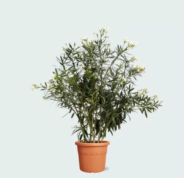 Nerium Oleander - 180 cm - Ø40 cm