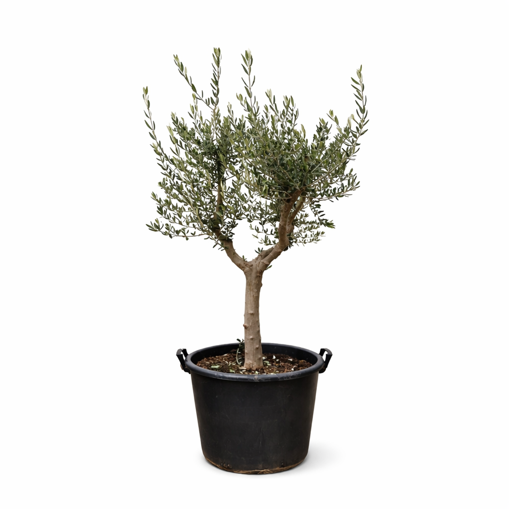 Olea Europaea Cultivo - 230 cm- ø40 cm