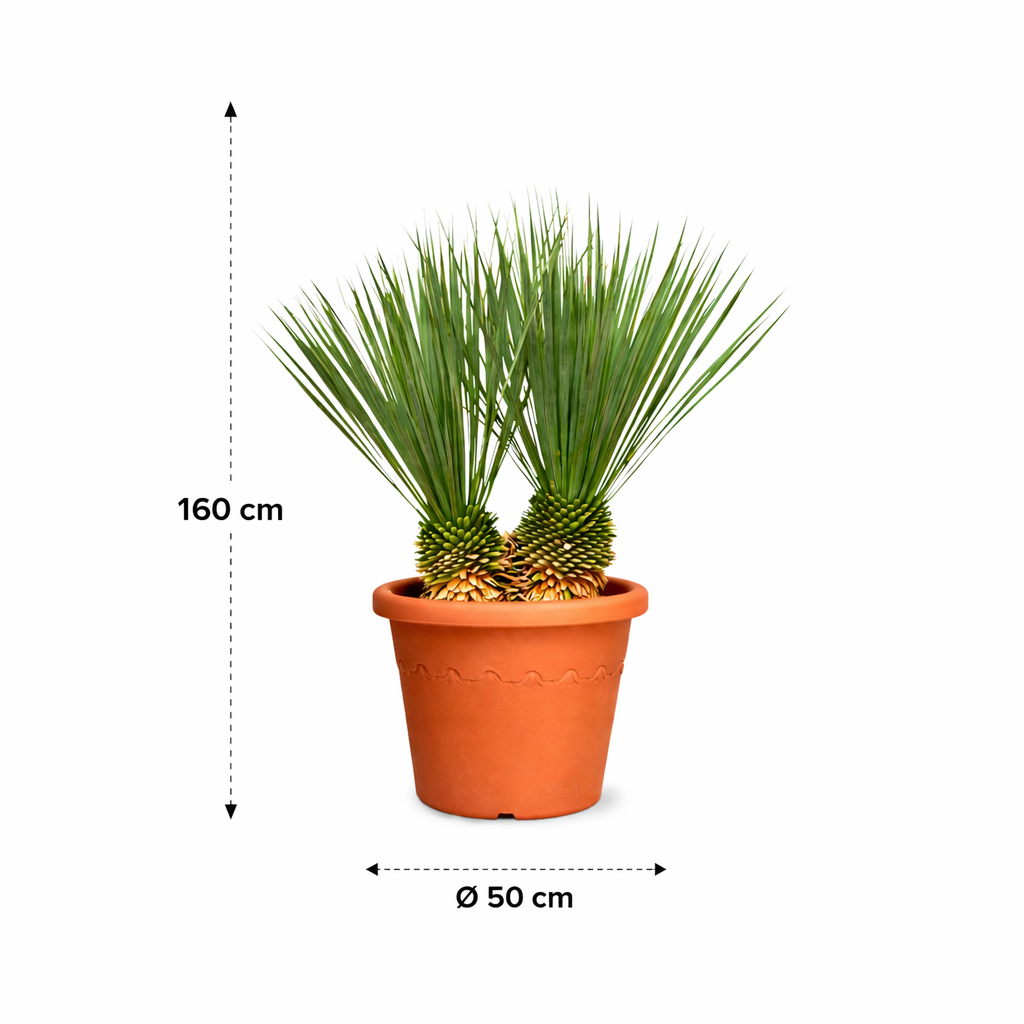 Yucca Rostrata dubbele stam - 120 cm