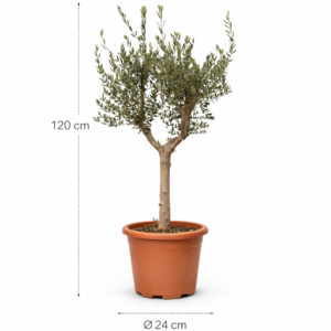 Olea Europaea Cultivo - 230 cm- ø40 cm