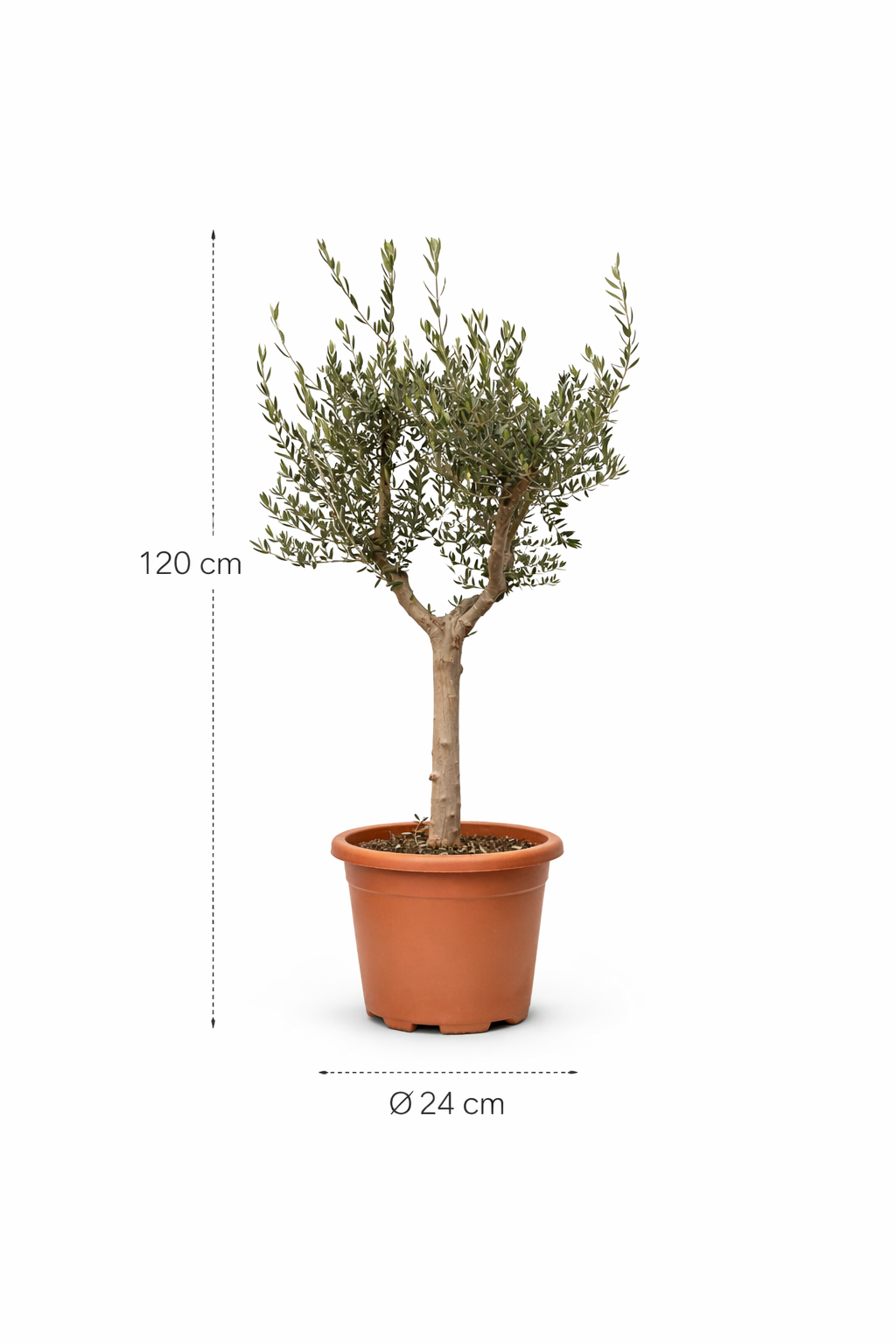 Olea Europaea Cultivo - 230 cm- ø40 cm
