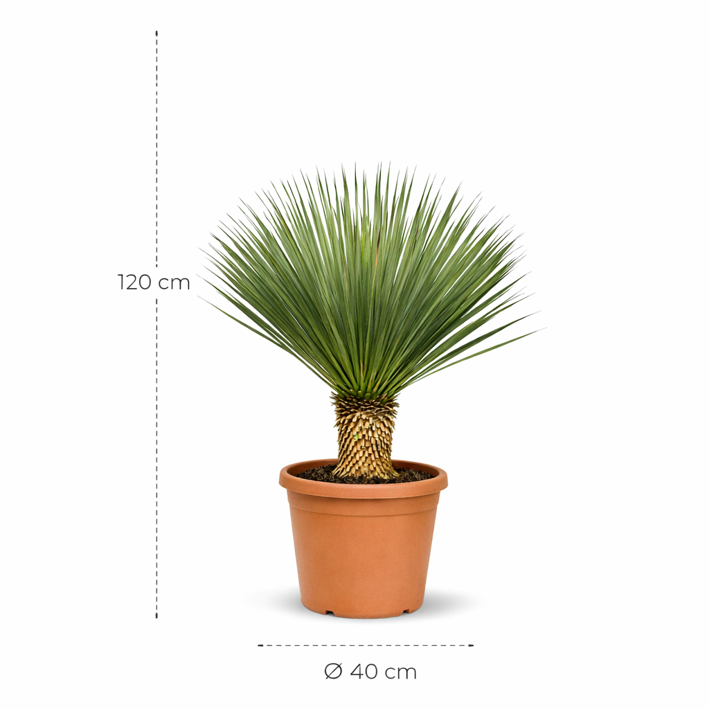 Dit is de Yucca Rostrata - 120 cm - ø40 cm Yucca Rostrata - 120 cm - ø40 cm