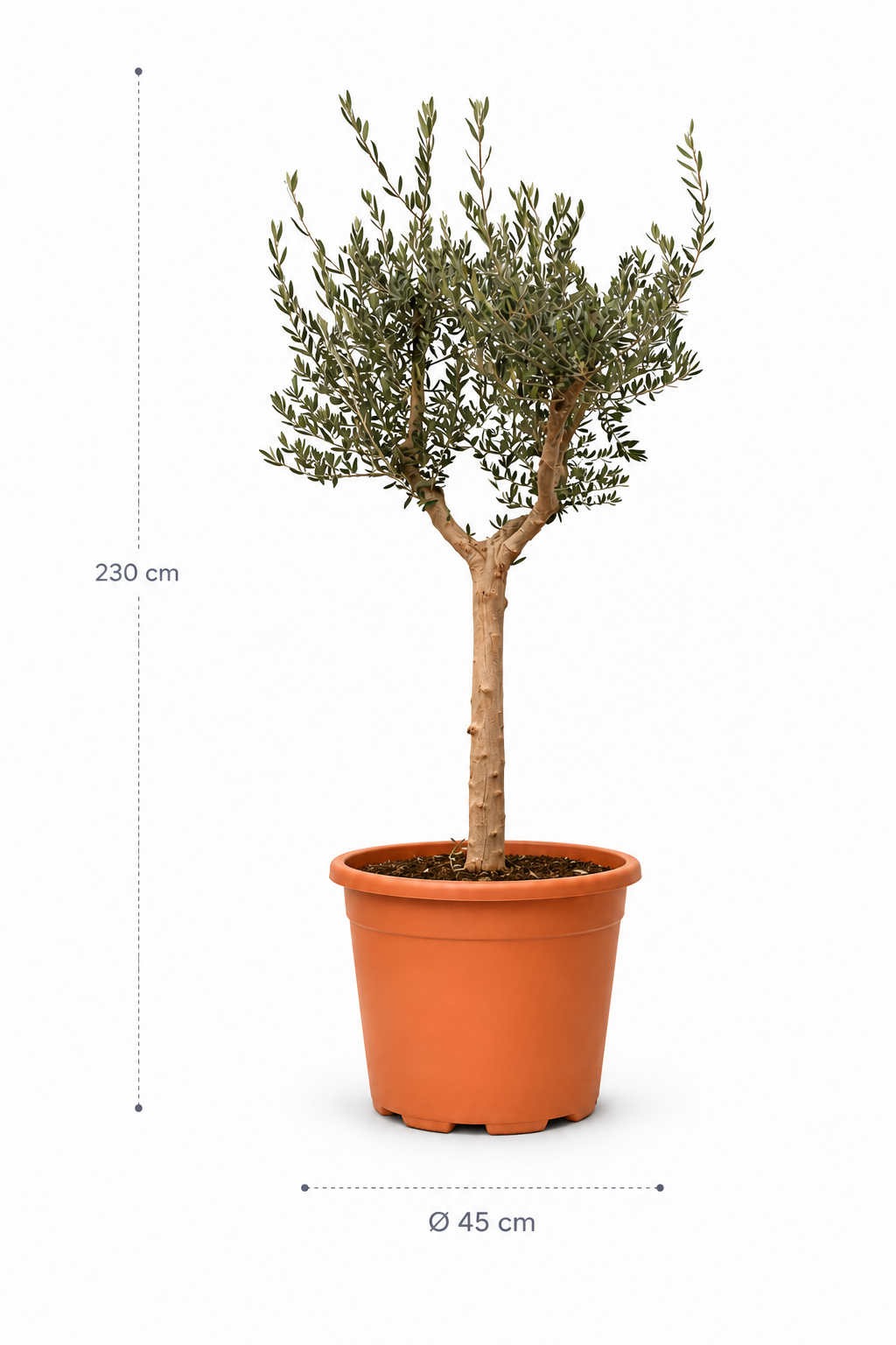Olea Europaea Cultivo – 230 cm Olea Europaea Cultivo – 230 cm