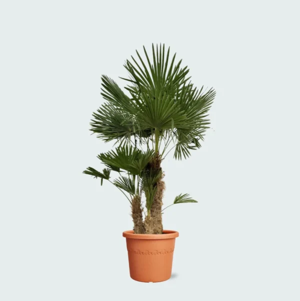Trachycarpus Multistam
