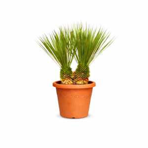 Yucca Rostrata dubbele stam – 120 cm