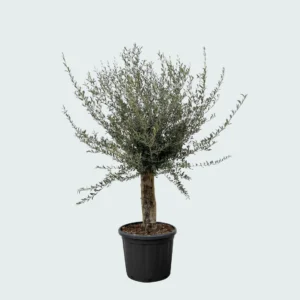 Olijfboom (Olea Europaea Lorc)