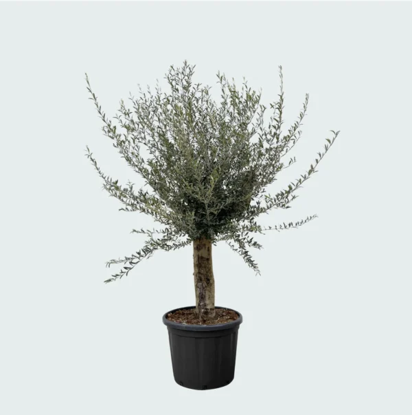 Olijfboom (Olea Europaea Lorc)