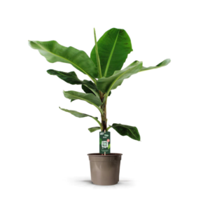 Bananenplant (Musa) - 140 cm - Ø27 cm