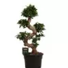 Dit is de Ficus Microcarpa Ginseng
