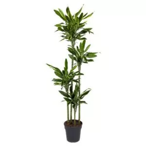 Dracaena Golden Coast - 160 cm - ø24 cm
