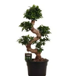 Dit is de Ficus Microcarpa Ginseng