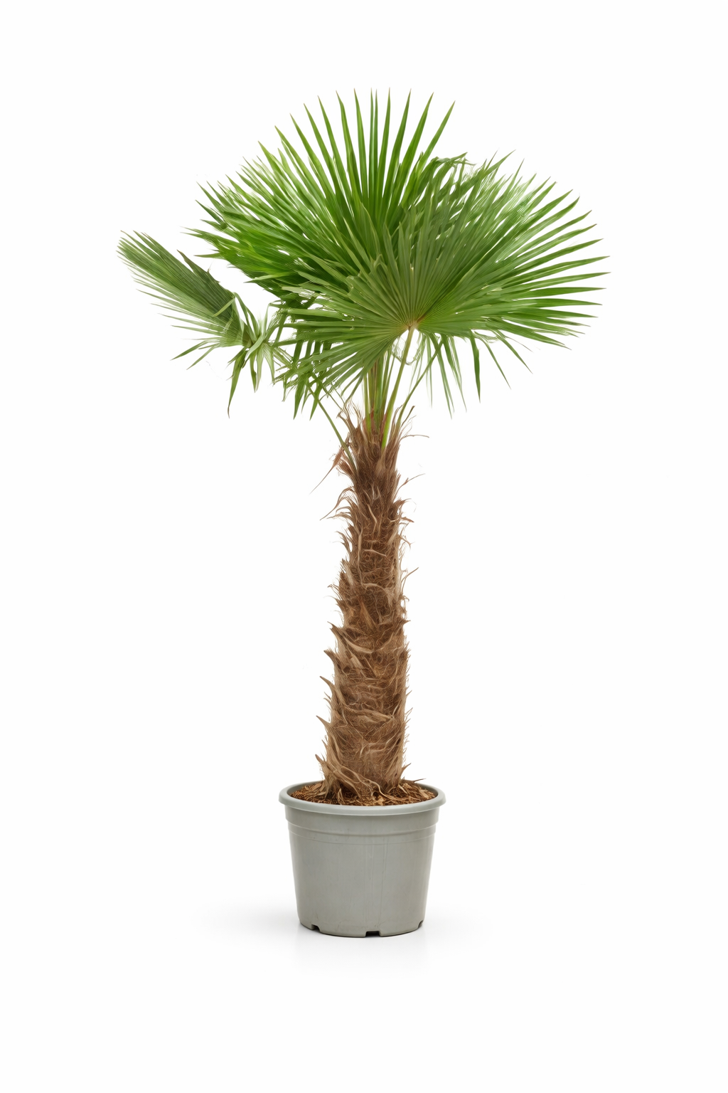 Trachycarpus Fortunei - 260 cm - ø55 cm