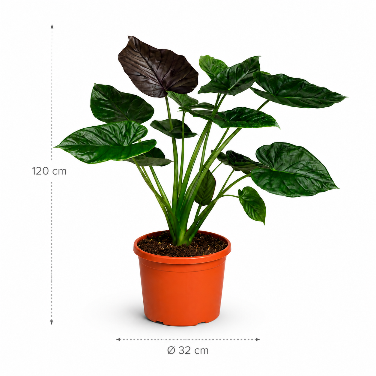 Alocasia Wentii - 120 cm Alocasia Wentii - 120 cm