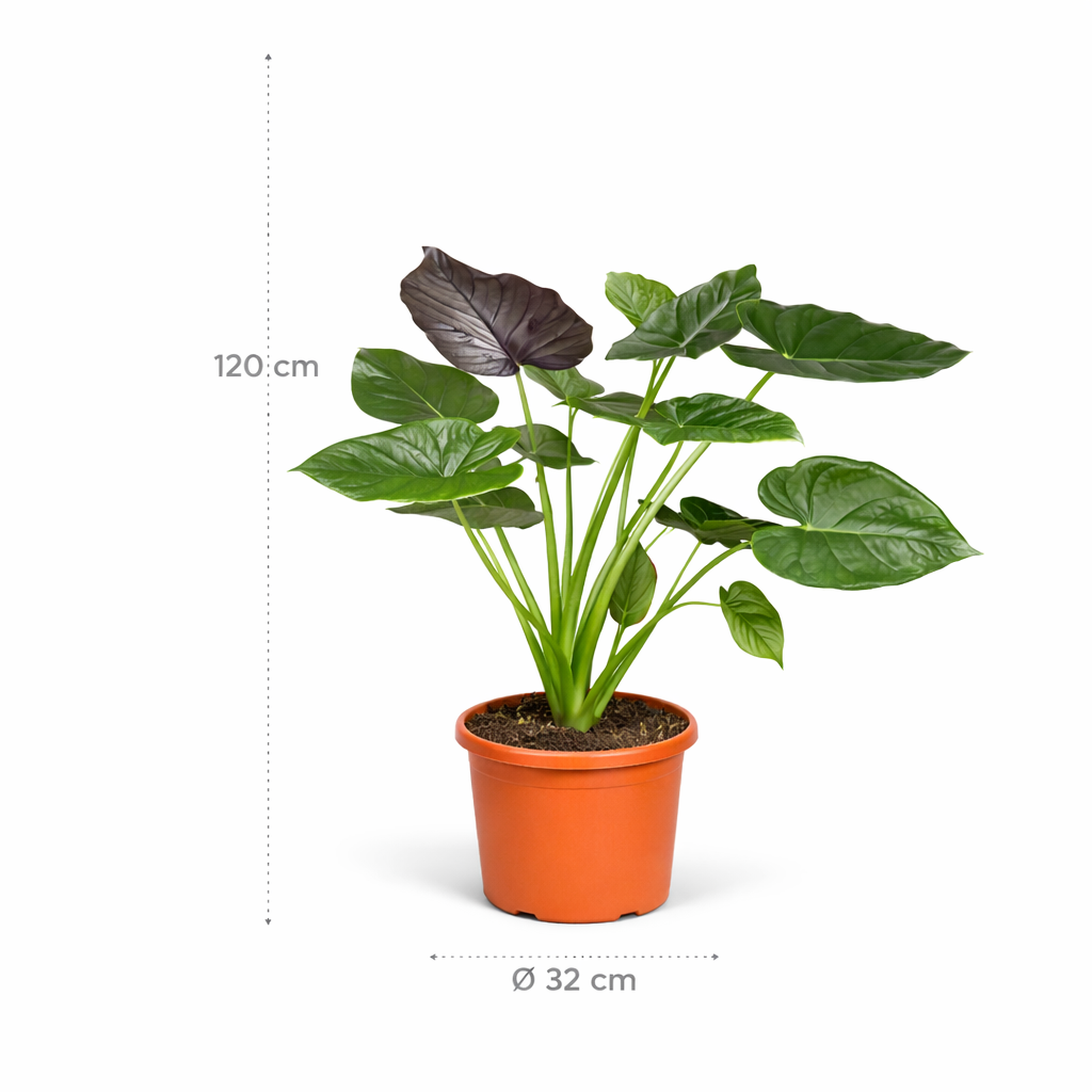Alocasia Wentii - 120 cm