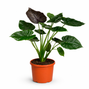 Alocasia Wentii – 120 cm_main