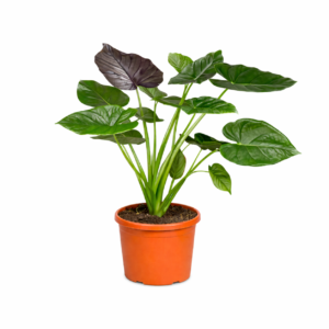 Alocasia Wentii – 120 cm