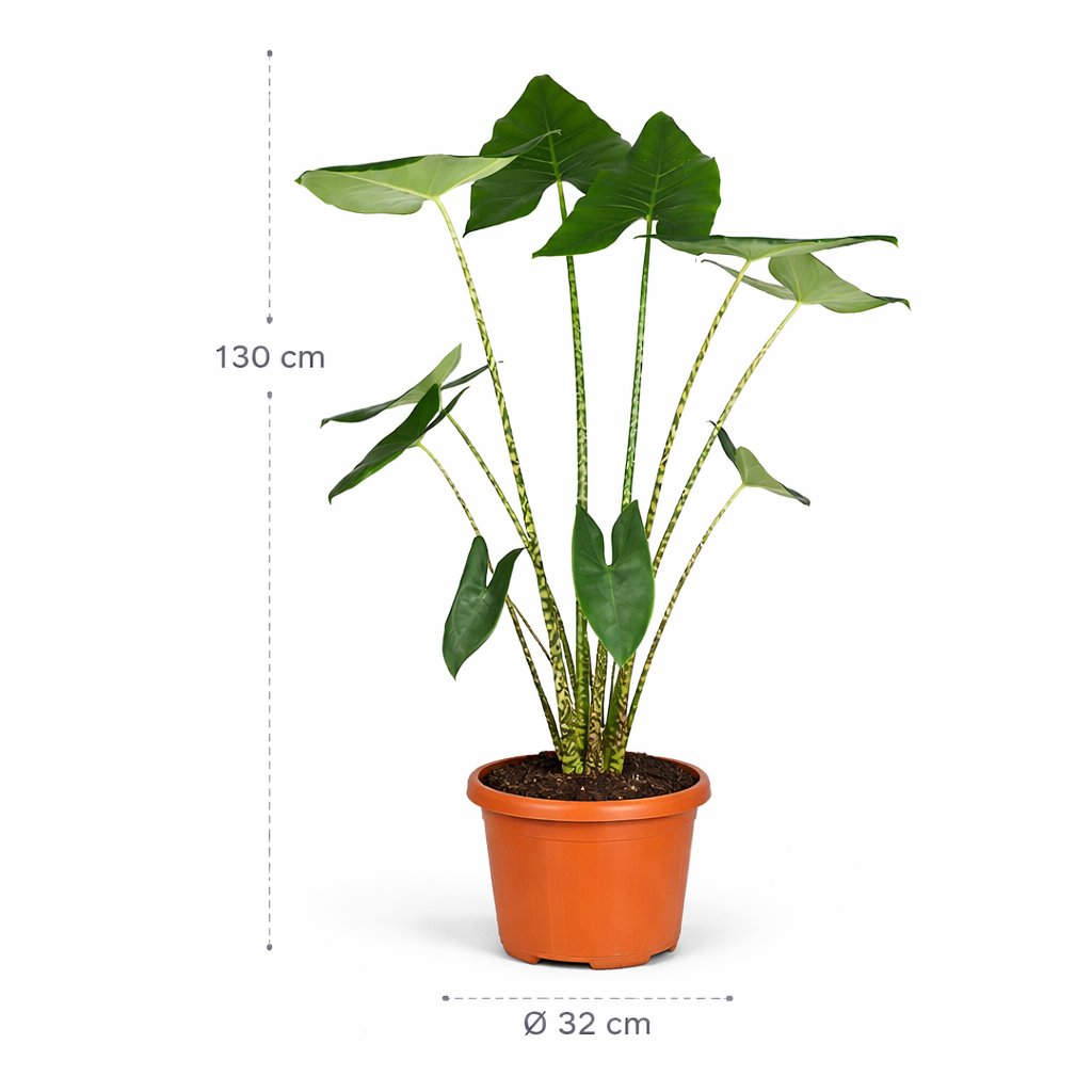 Alocasia Zebrina – 130 cm