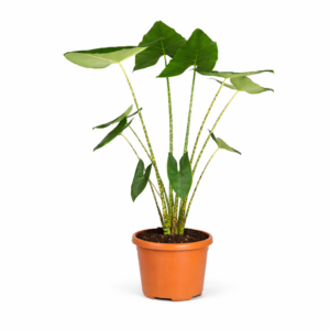 Alocasia Zebrina – 130 cm
