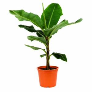 Bananenplant (Musa) - 135 cm
