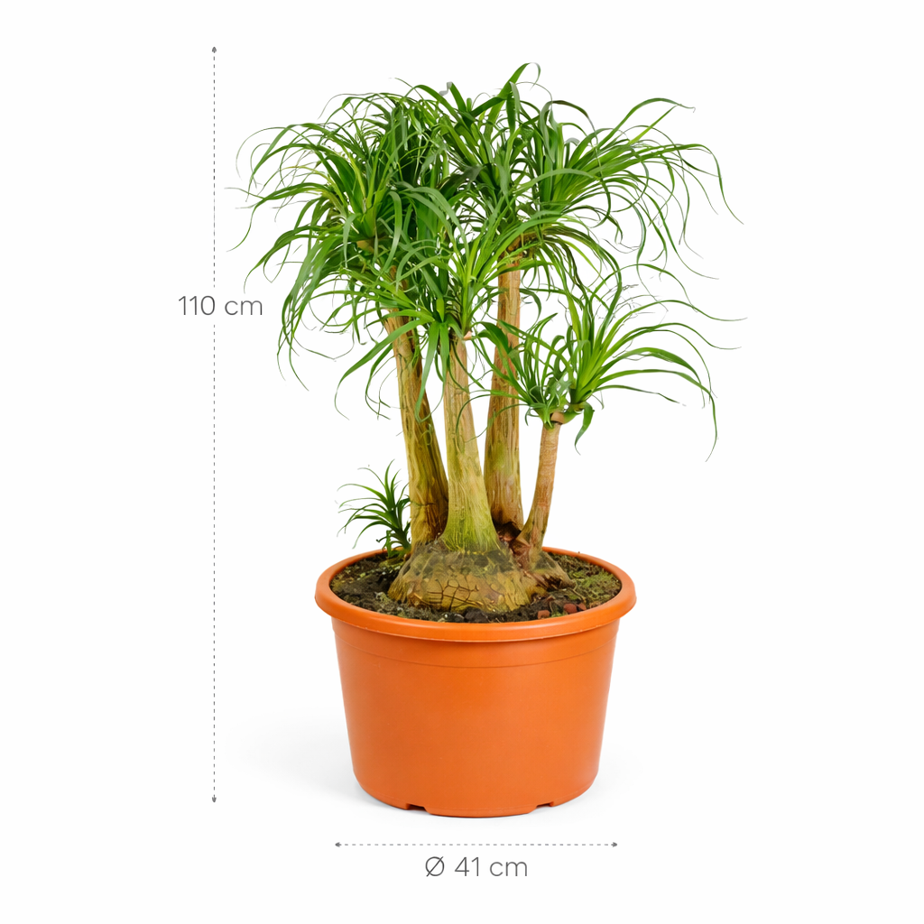 Beaucarnea vertakt – 110 cm