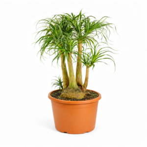 Beaucarnea vertakt – 110 cm_main