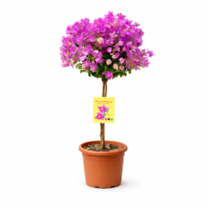 Bougainvillea op stam – 110 cm