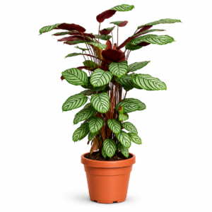 Calathea Oppenheimiana – 130 cm