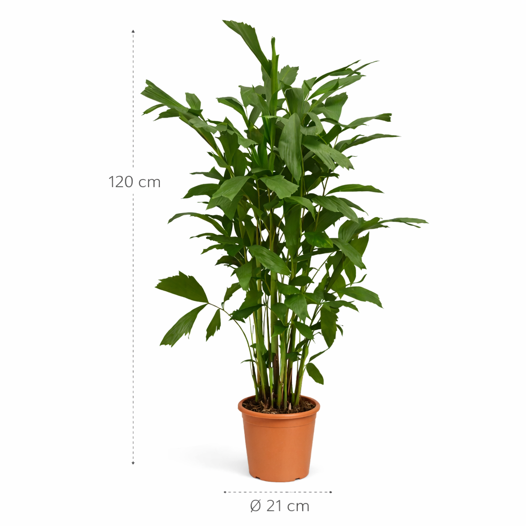 Caryota Mitis – 120 cm