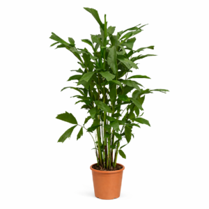 Caryota Mitis – 120 cm