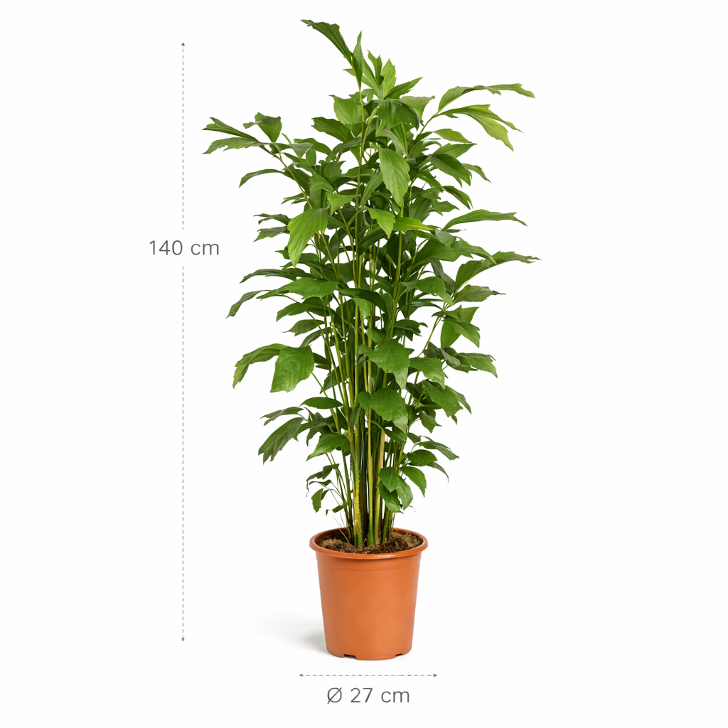 Caryota Mitis – 140 cm