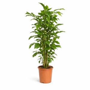 Caryota Mitis – 140 cm