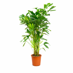 Caryota Mitis – 150 cm_main