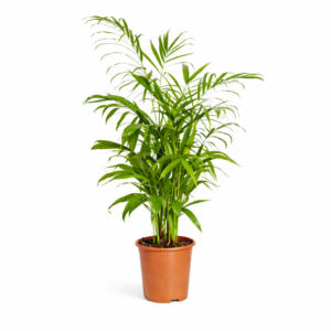 Chamaedorea Seifrizzi