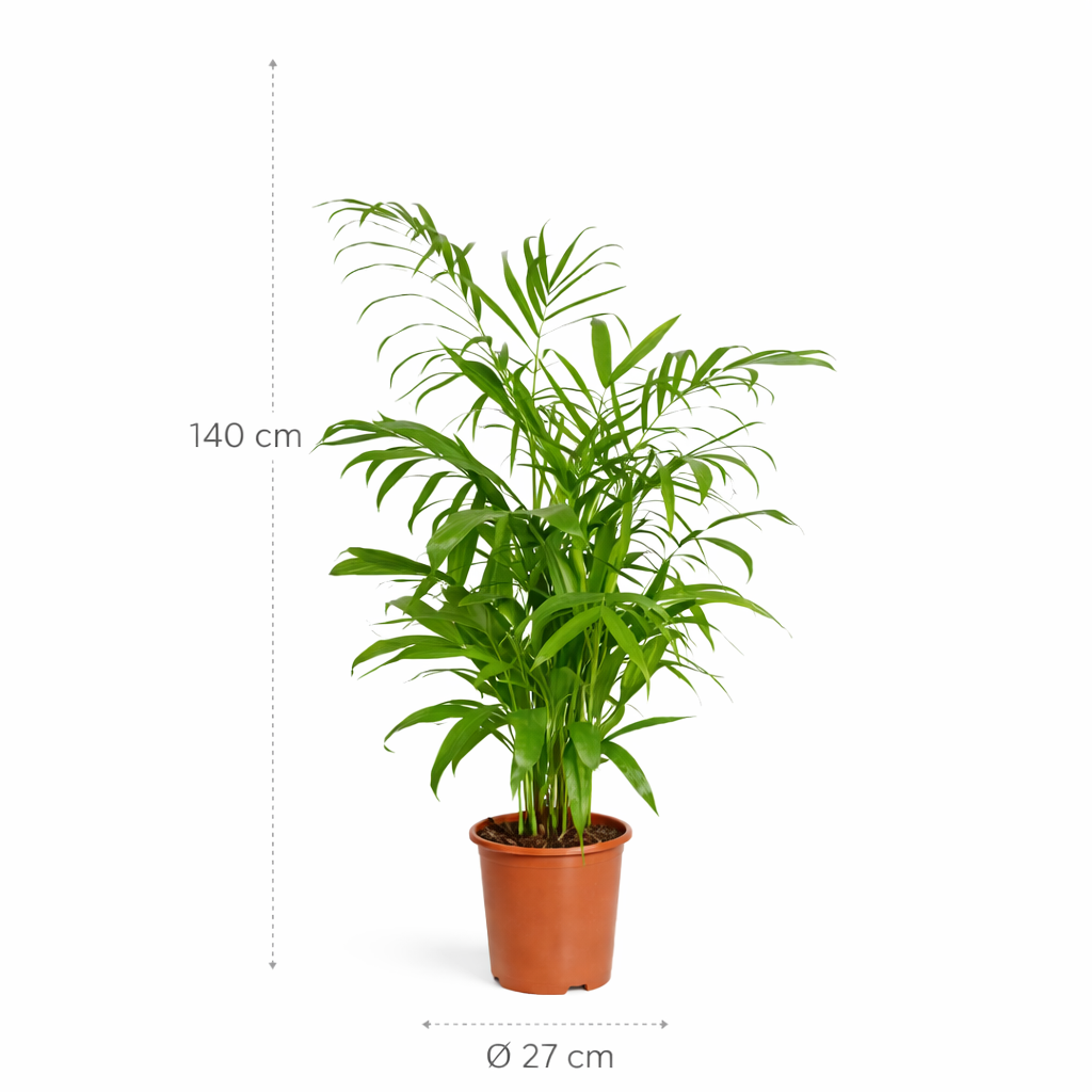 Chamaedorea Seifrizii – 140 cm