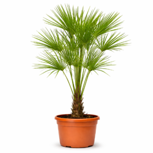 Chamaerops Humilis op stam – 160 cm