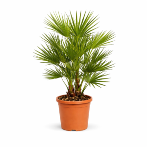 Chamaerops Humilis – 90 cm