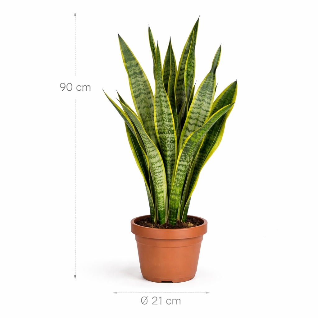 Sansevieria Laurentii – 90 cm