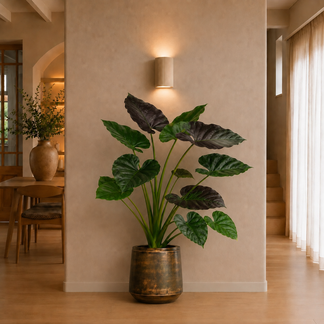 Dit is de Alocasia Wentii – 120 cm
Alocasia Wentii – 120 cm