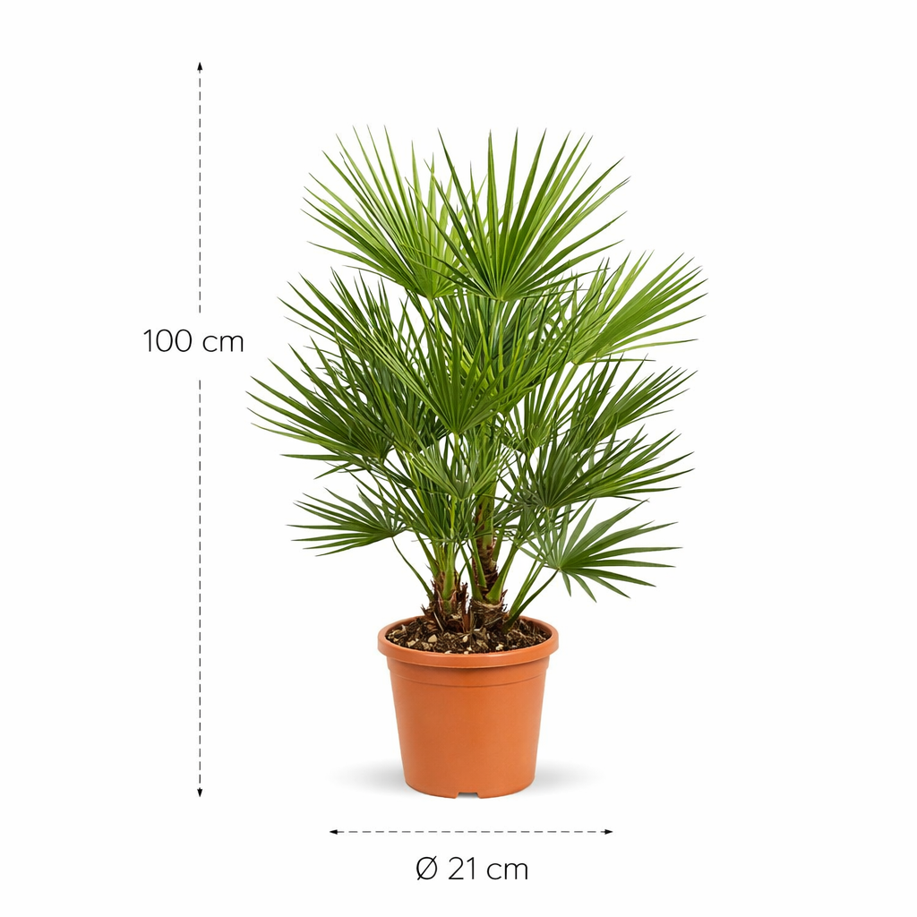 Chamaerops Humilis - 100 cm - ø21 cm